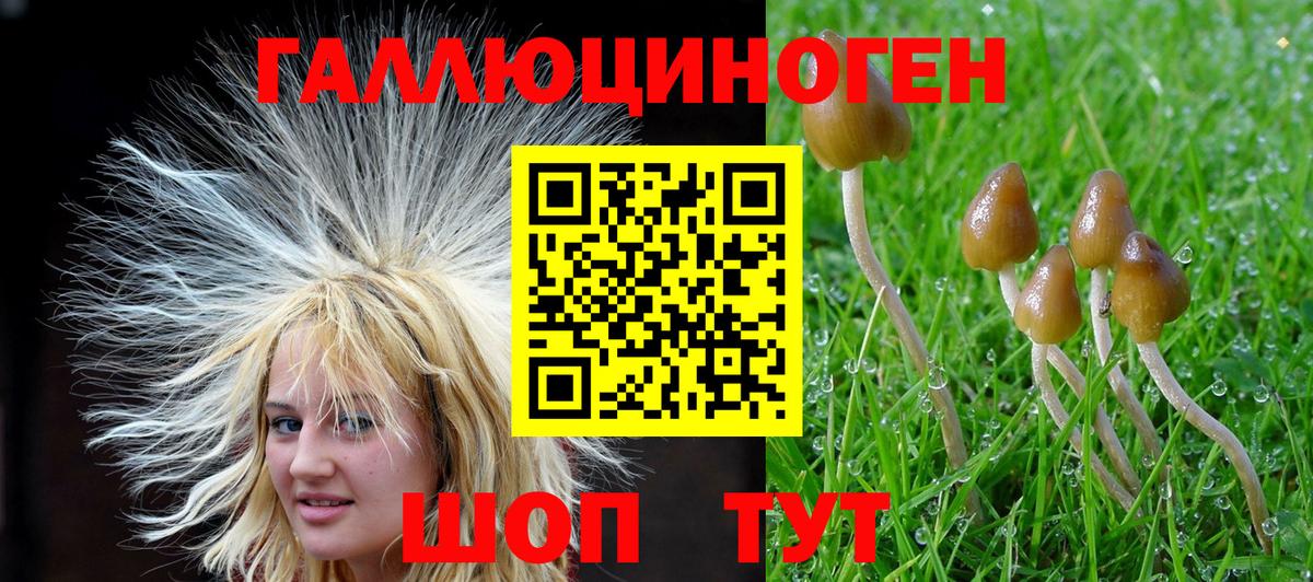 Псилоцибиновые грибы мицелий  наркошоп  Красногорск  Псилоцибиновые грибы Psilocybine cubensis 