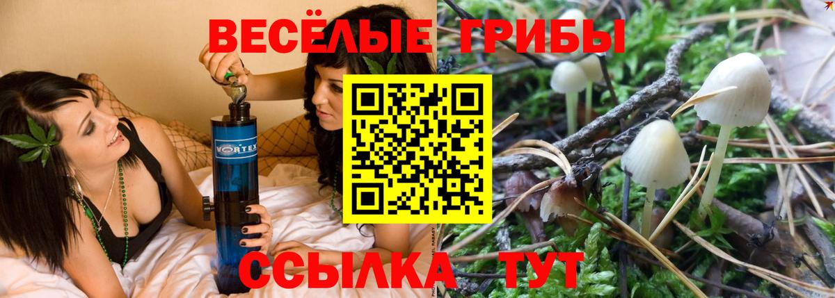 Галлюциногенные грибы Psilocybe Красногорск